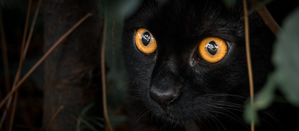 black, cat, orange