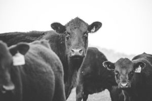 cattle, animals, livestock