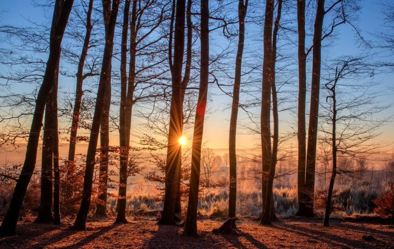 forest, landscape, sun