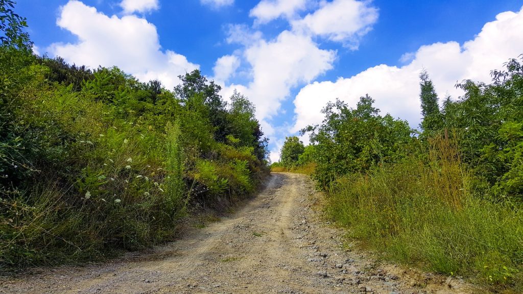 nature view, nature, green