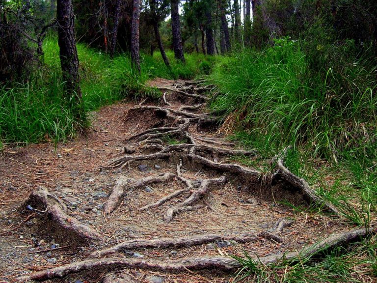 roots, forest, road