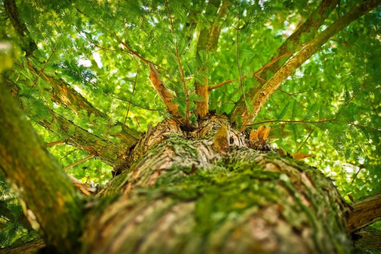 tree, aesthetic, branches