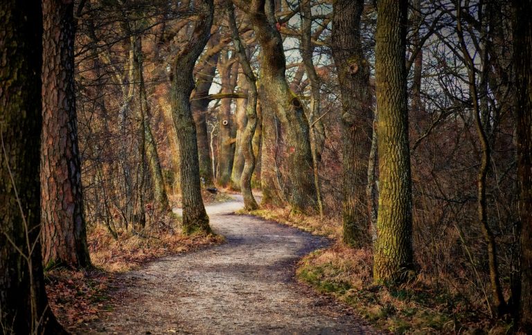 tree, path, forest