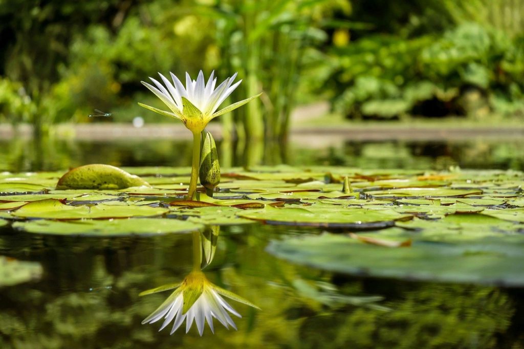 water lily, flower, bloom