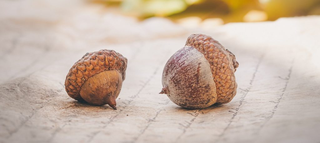 acorns, autumn, leaves-4572674.jpg