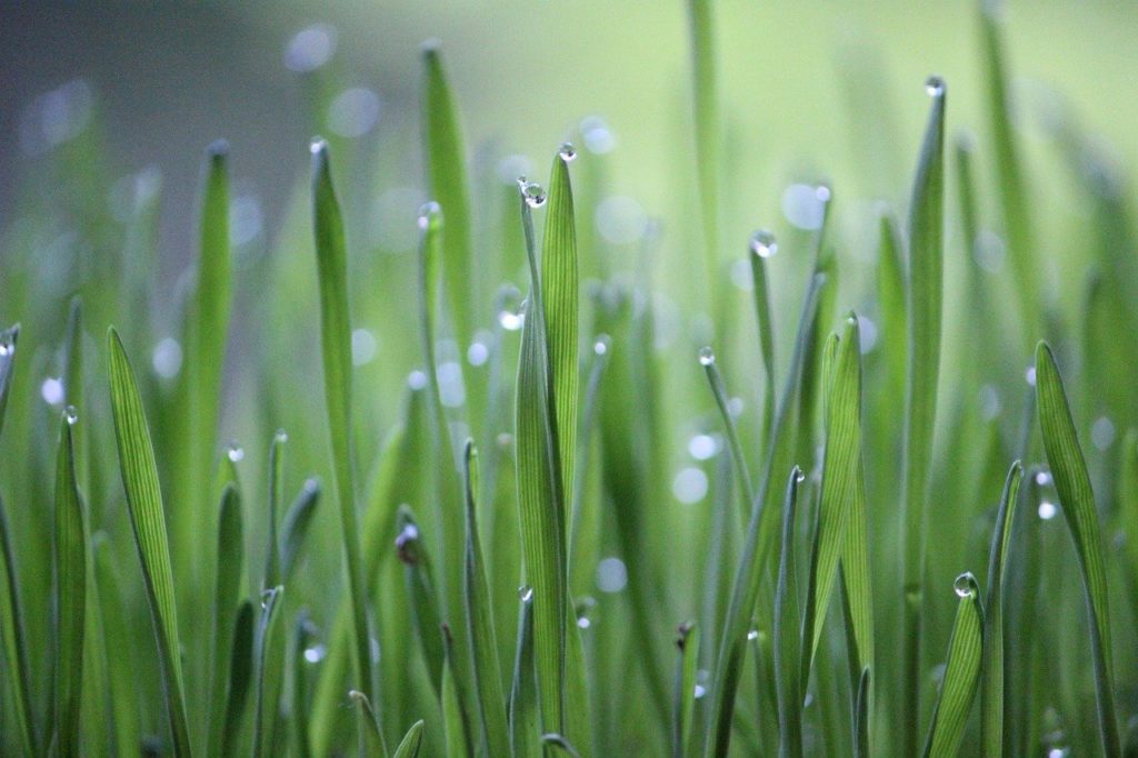 wheat grass, grass, green-6350274.jpg